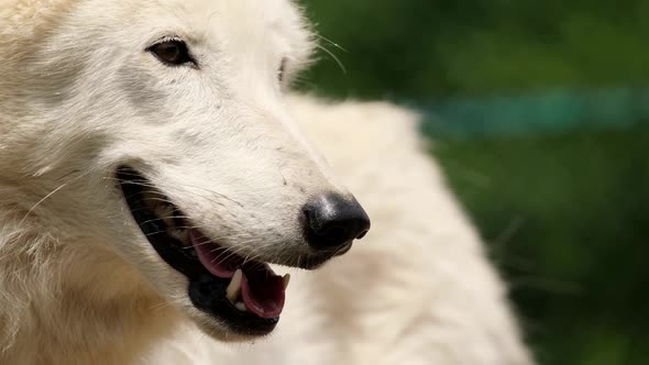 A Beautiful White Wolf Rests and Looks Sideways Warily