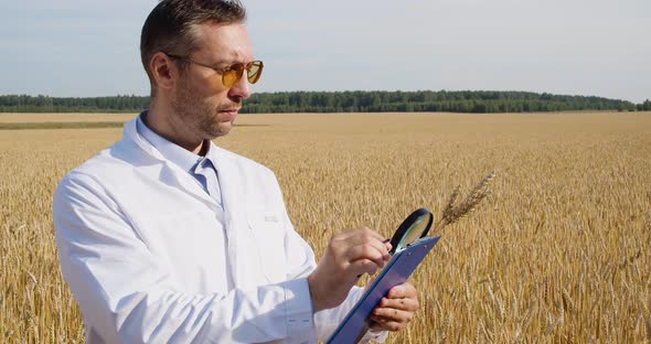 Scientist in a Wheat Field Examining the Ears Through a Magnifying Glass and Making Notes on the