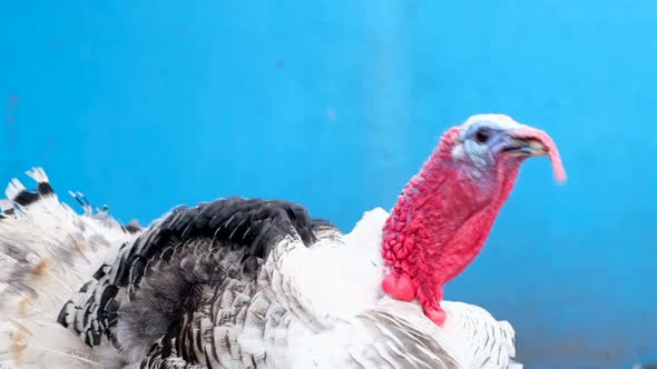 White Turkey on a Blue Background