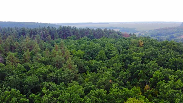 Green nature landscape