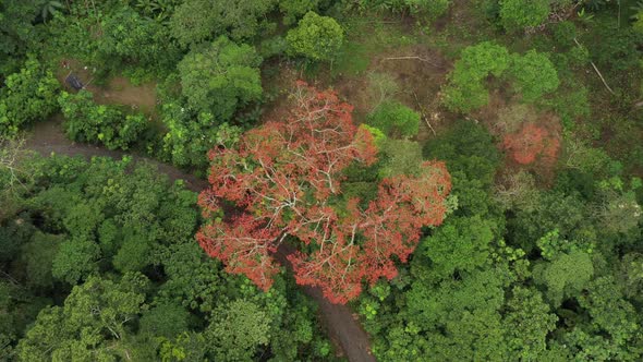 Drone shot slowly flying down and showing the tree crown of a Ceibo that is covered in red flowers