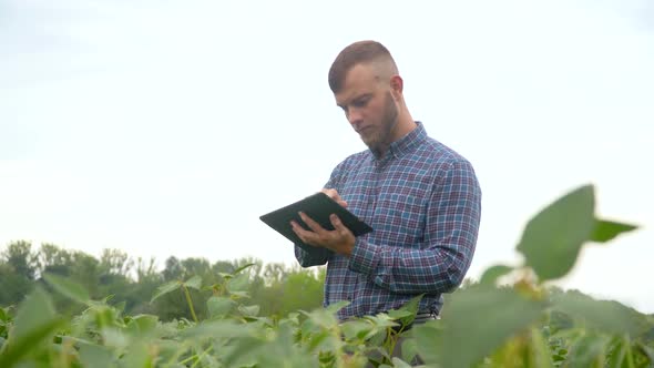 A Plant Specialist with Tablet, Checking the Field Soy a Background of Greenery, Concept Ecology