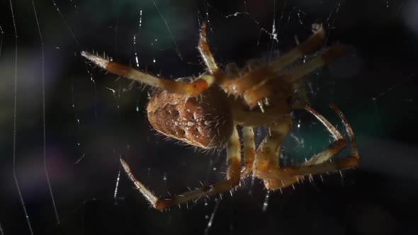 Macro close up of an ordinary common brown spider protecting the garden from unwanted pest