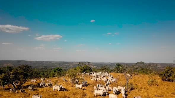 Low aerial shot flying over a pasture filled with cattle