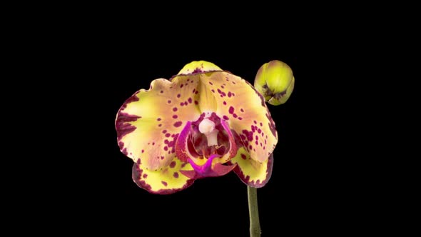 Blooming Yellow - Magenta Orchid Phalaenopsis Flower