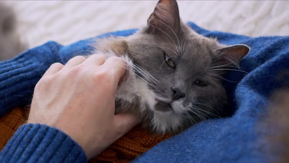 Closeup of the Face of a Gray Cat Who Lies in the Arms of His Loving Owner Who Scratches His Neck