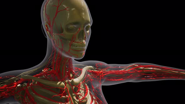 Science Anatomy of Human Blood Vessels alt