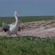 Young Dalmatian Pelican or Pelecanus Crispus in a Wild - VideoHive Item for Sale