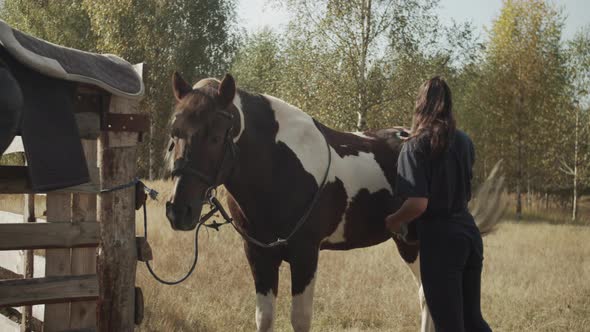 Before Taking Up Horse Riding a Girl Cleans a Stallion Horse with a Brush in Nature