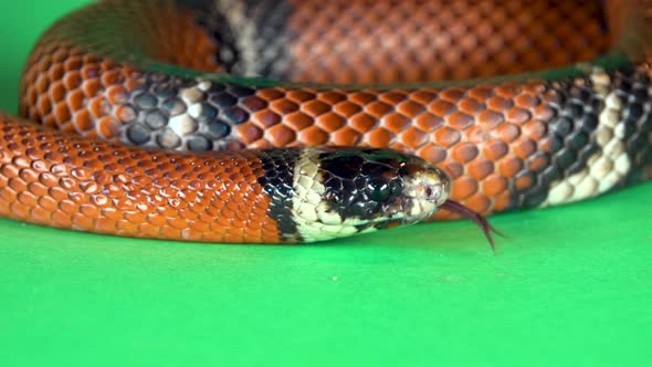 Sinaloan Milk Snake, Lampropeltis Triangulum Sinaloae, in Front on a Green Background Screen. Close