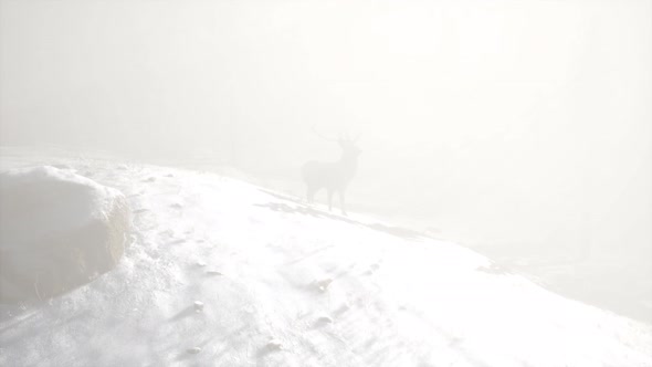 Proud Noble Deer Male in Winter Snow Forest