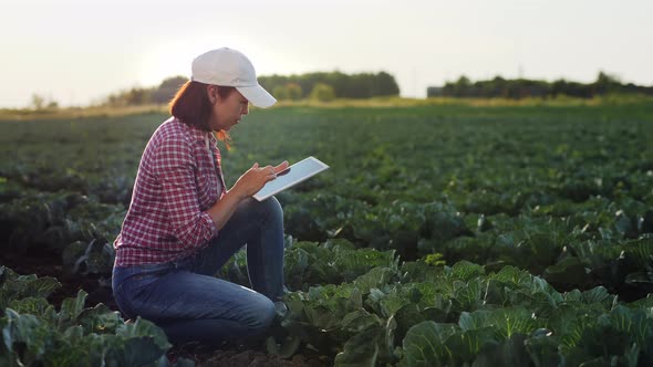 Agronomist Inspects the Growth of Cabbage in a Farm Field