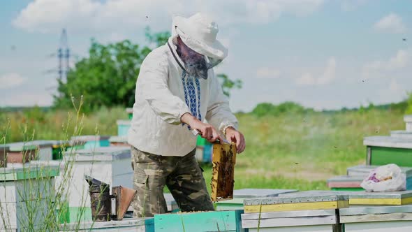 Beekeeper at work. Frames of a bee hive. Apiary concept