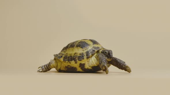 A Cute Turtle Walks in the Studio on a Beige Background