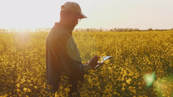 Agronomist Inspecting Canola Field at Sunset