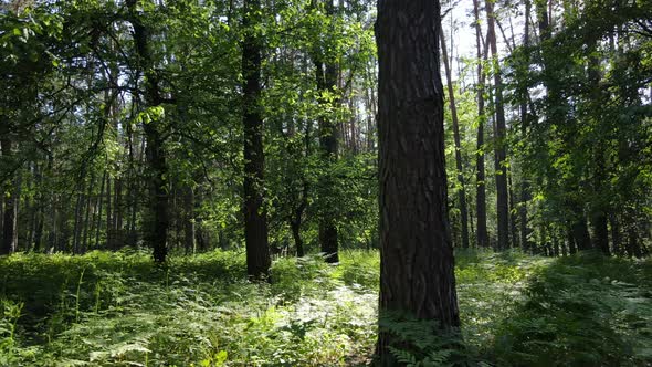 Beautiful Green Forest on a Summer Day Slow Motion