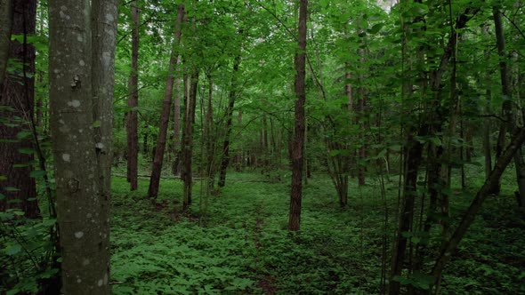 drone slow flyby in dark green forest