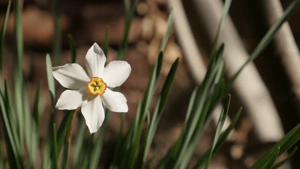 Shallow DOF white and yellow spring daffodil   plant 4K 2160p 30fps UltraHD footage - Beautiful Narc