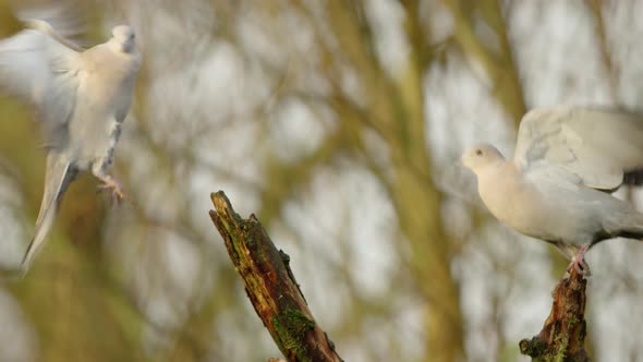 A stationary close footage of doves. An approaching dove attempted to land on an empty branch but th