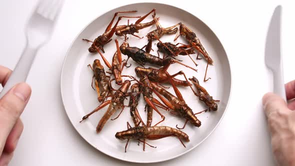 Fried grasshoppers on the plate. Insects are foods that are high in protein.