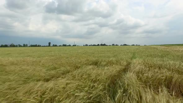 Field of Golden Wheat. Aerial View