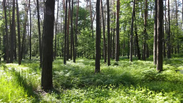 Trees in the Forest By Summer Day