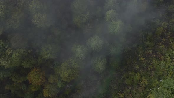 Fog is floating over conifer treetops, establishing aerial shot from a drone havering over a forest.