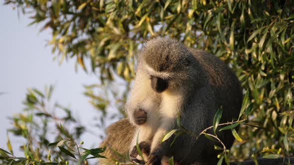 Vervet monkey in a tree eating a berry 