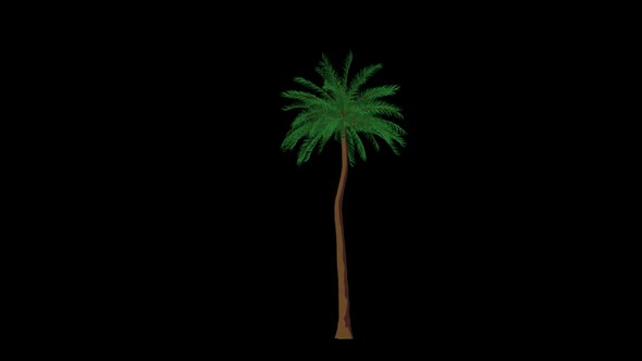 Cartoon Palm Tree Grow