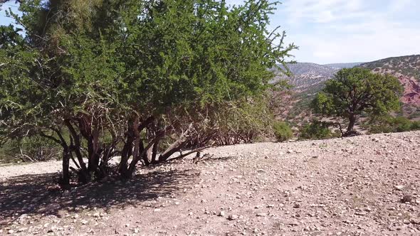 Aerial of Mountains with Argan Trees in Morocco