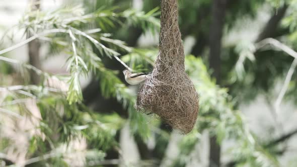 Two Indian silverbill birds playing and entering a discarded baya weaver bird nest slow motion