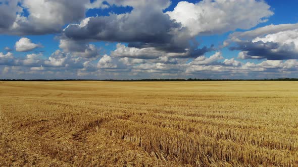 Flight forward over a field with wheat.