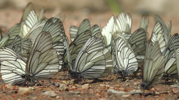 Large Flock of Aporia Crataegi Butterflies and Black-Veined White Butterfly on Ground Surface