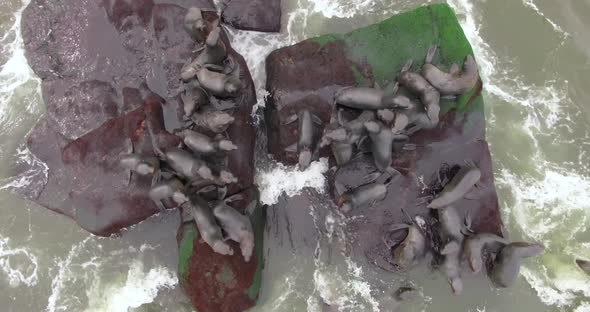 The Aerial Observation of the Group of Fur Seals on Slippering Stones Surrounded with Water