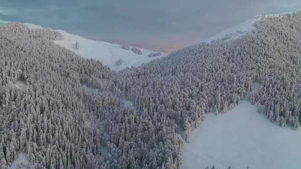 Flying over a winter forest after fresh snow