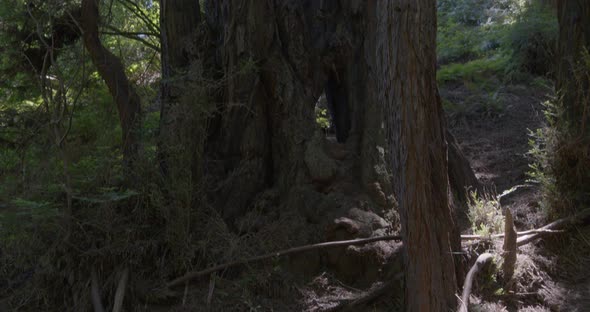 Tilt Up Shot of Redwoods in Muir Woods National Monument San Francisco