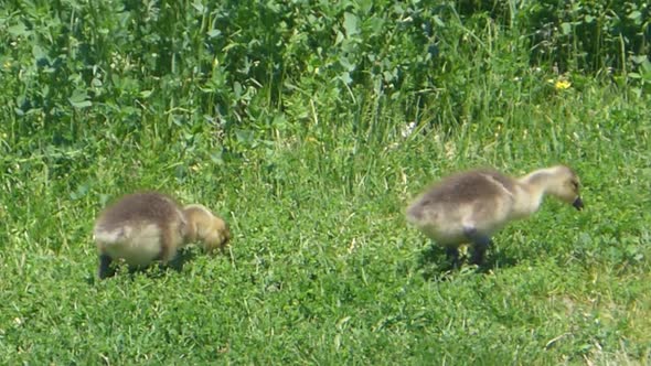 Two cute and curious baby Canadian geese follow their mother through a grassy field