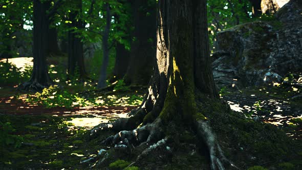 Detailed Close Up View on a Forest Ground Texture with Moss