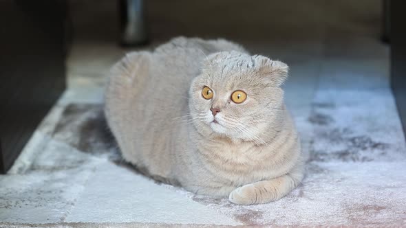 Funny Curious Scottish Fold Cat at Home on the Fluffy Carpet Closeup Portrait