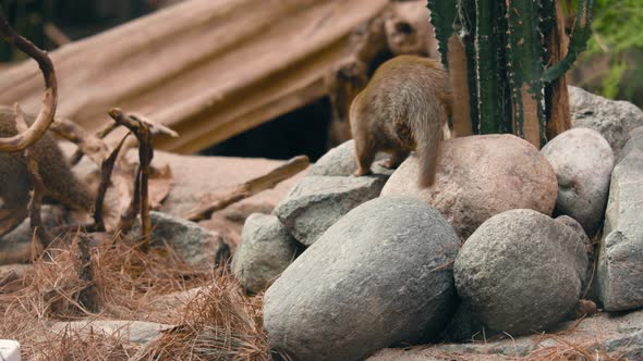 Two Common dwarf mongoose playing around on rocky ground - Helogale parvula