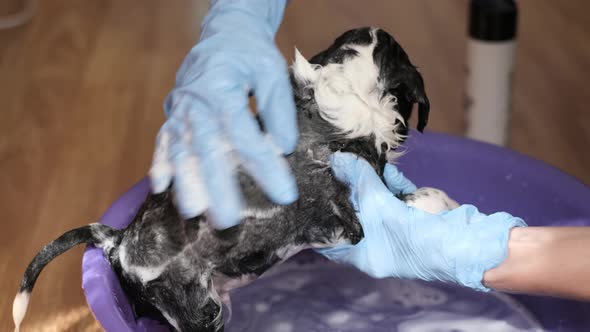 Little Dog Takes a Bath