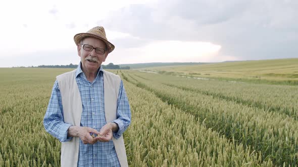 Happy Farmer Rejoices and Talks at Camera While Checks Wheat Grains in Field