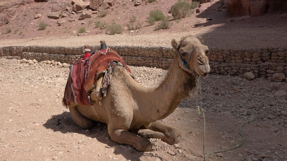 One camel lying on the sand on a sunny day in the old town of Petra. Jordan.