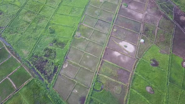Drone view of rice fields in Ivory Coast