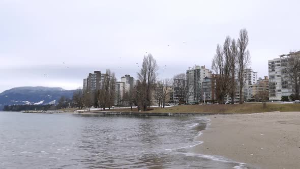Winter City Waterfront Beach Birds