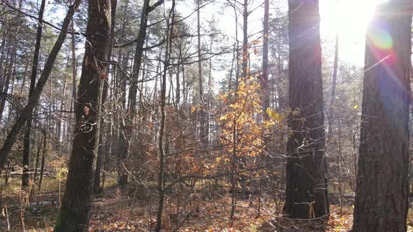 Beautiful Forest with Trees in an Autumn Day