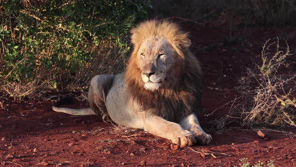 Golden side lighting on male Black Mane Lion lying on morning savanna
