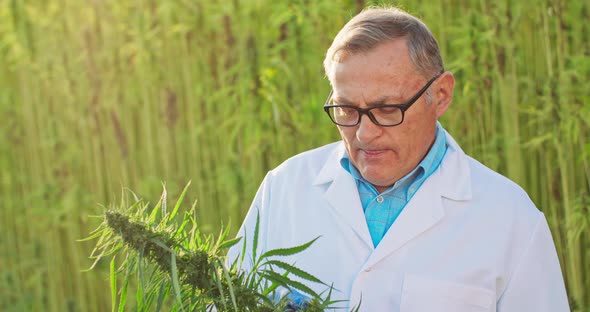 Portrait of Scientist Checking and Analizing Hemp Plants Concept of Herbal Alternative Medicinecbd