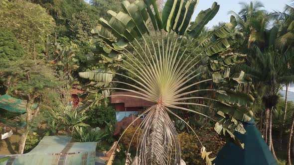 Aerial shot rising over the fan shaped fronds of a Traveler’s Palm tree, ravenala madagascariensis,