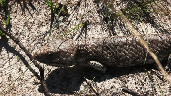 western australian shingleback lizard close up